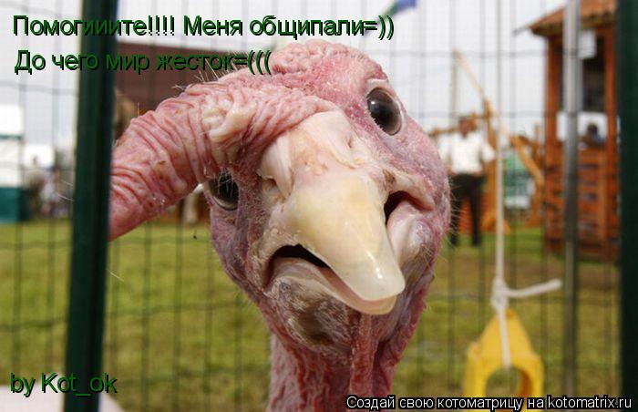 Помогииите!!!! Меня общипали=)) До чего мир жесток=((( by Kot_ok... Котоматрица: Помогииите!!!! Меня общипали=)) До чего мир жесток=((( by Kot_ok
