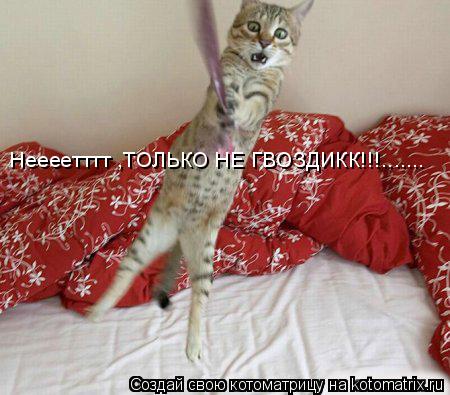 Неееетттт ,ТОЛЬКО НЕ ГВОЗДИКК!!!.......... Котоматрица: Неееетттт ,ТОЛЬКО НЕ ГВОЗДИКК!!!.......
