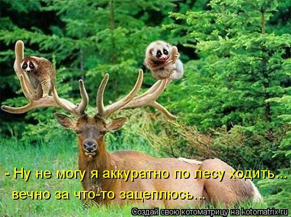 - Ну не могу я аккуратно по лесу ходить... вечно за что-то зацеплюсь...... Котоматрица: - Ну не могу я аккуратно по лесу ходить... вечно за что-то зацеплюсь...