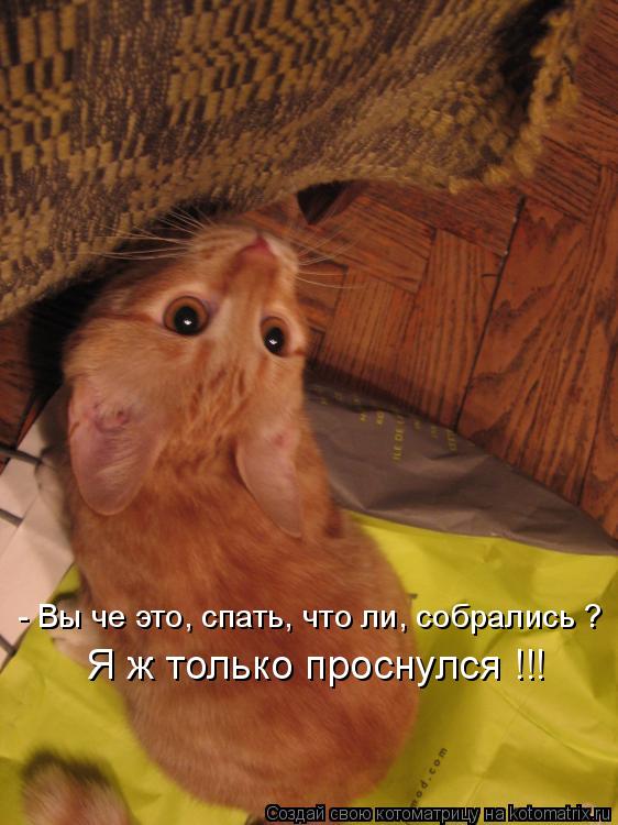 - Вы че это, спать, что ли, собрались ? Я ж только проснулся !!!... Котоматрица: - Вы че это, спать, что ли, собрались ? Я ж только проснулся !!!