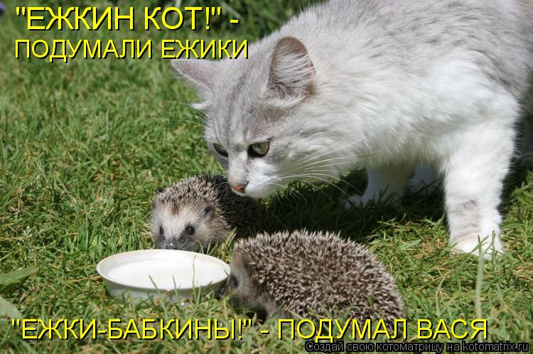 "ЕЖКИН КОТ!" - ПОДУМАЛИ ЕЖИКИ "ЕЖКИ-БАБКИНЫ!" - ПОДУМАЛ ВАСЯ... Котоматрица: "ЕЖКИН КОТ!" - ПОДУМАЛИ ЕЖИКИ "ЕЖКИ-БАБКИНЫ!" - ПОДУМАЛ ВАСЯ