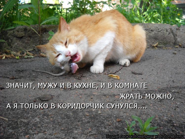 ЗНАЧИТ, МУЖУ И В КУХНЕ, И В КОМНАТЕ ЖРАТЬ МОЖНО, ЖРАТЬ МОЖНО, А Я ТОЛЬКО В КОРИДОРЧИК СУНУЛСЯ....... Котоматрица: ЗНАЧИТ, МУЖУ И В КУХНЕ, И В КОМНАТЕ ЖРАТЬ МОЖНО, ЖРАТЬ МОЖНО, А Я ТОЛЬКО В КОРИДОРЧИК СУНУЛСЯ....