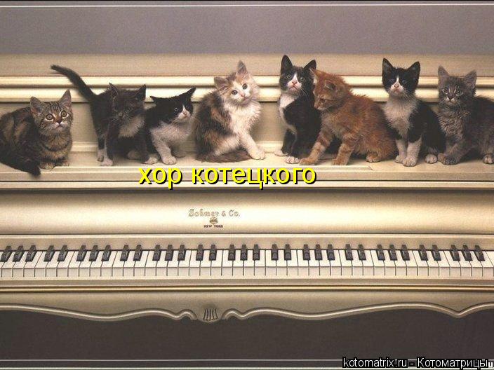 хор котецкого... Котоматрица: хор котецкого