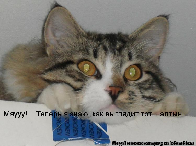 Мяууу! Теперь я знаю, как выглядит тот... алтын... Котоматрица: Мяууу! Теперь я знаю, как выглядит тот... алтын