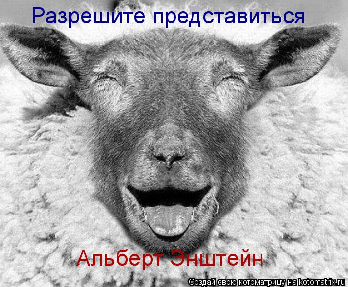 Разрешите представиться Альберт Энштейн... Котоматрица: Разрешите представиться Альберт Энштейн
