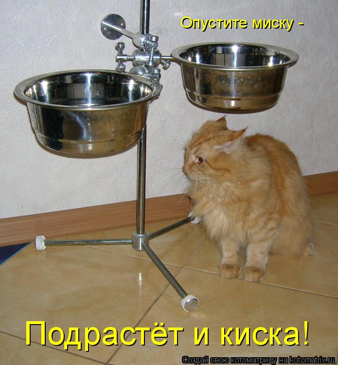 Опустите миску - Подрастёт и киска!... Котоматрица: Опустите миску - Подрастёт и киска!