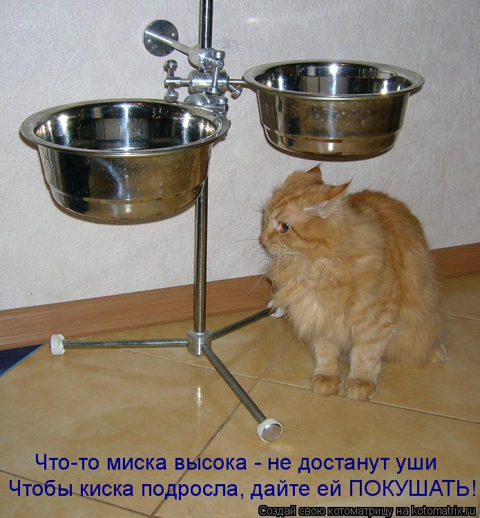 Что-то миска высока - не достанут уши Чтобы киска подросла, дайте ей ПОКУШАТЬ!... Котоматрица: Что-то миска высока - не достанут уши Чтобы киска подросла, дайте ей ПОКУШАТЬ!