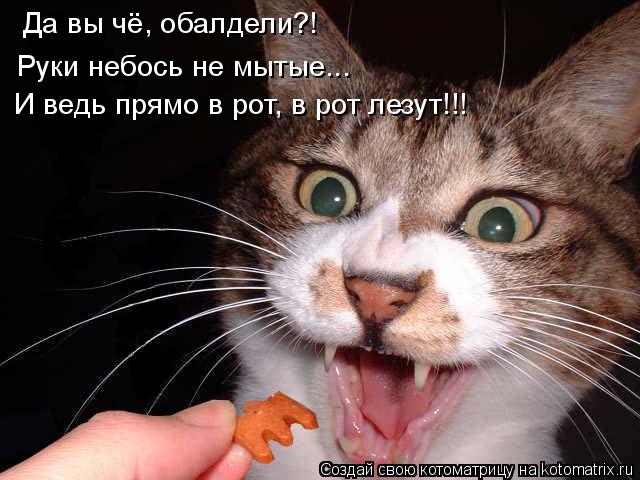 Да вы чё, обалдели?! Руки небось не мытые... И ведь прямо в рот, в рот лезут!!!... Котоматрица: Да вы чё, обалдели?! Руки небось не мытые... И ведь прямо в рот, в рот лезут!!!