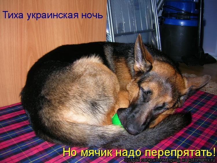 Тиха украинская ночь Но мячик надо перепрятать!... Котоматрица: Тиха украинская ночь Но мячик надо перепрятать!