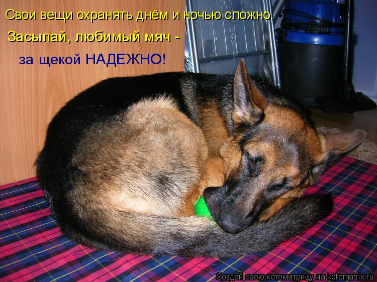 Свои вещи охранять днём и ночью сложно. Засыпай, любимый мяч - за щекой НАДЕЖНО!... Котоматрица: Свои вещи охранять днём и ночью сложно. Засыпай, любимый мяч - за щекой НАДЕЖНО!