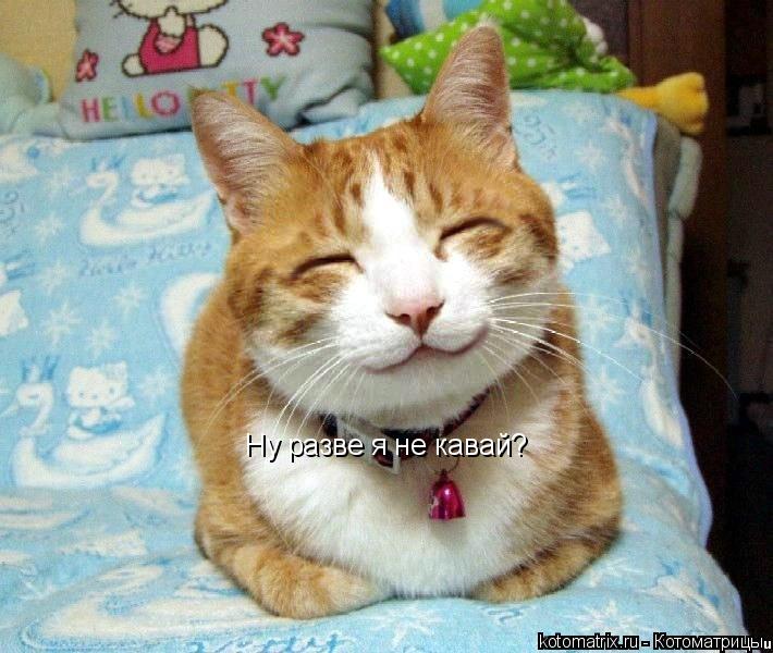 Ну разве я не кавай?... Котоматрица: Ну разве я не кавай?