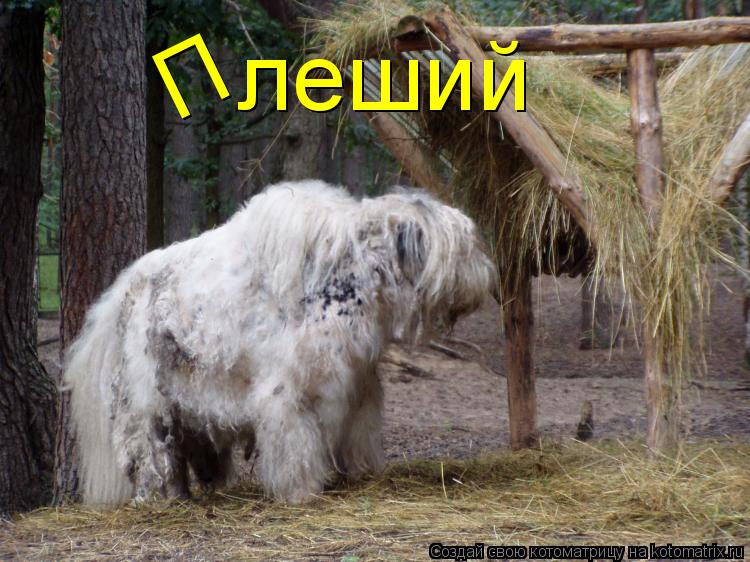 леший П... Котоматрица: леший П