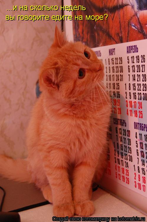 ...и на сколько недель вы говорите едите на море?... Котоматрица: ...и на сколько недель вы говорите едите на море?