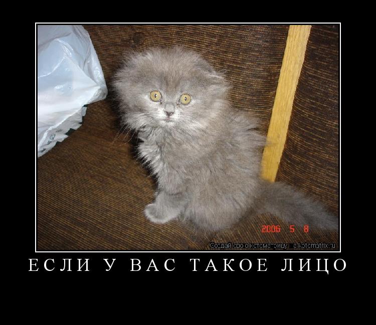 если у вас такое лицо ... Котоматрица: если у вас такое лицо