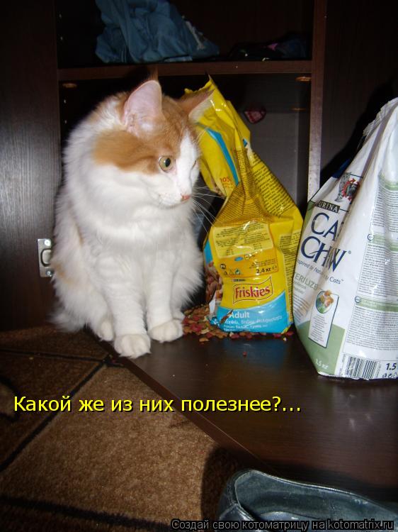 Какой же из них полезнее?...... Котоматрица: Какой же из них полезнее?...