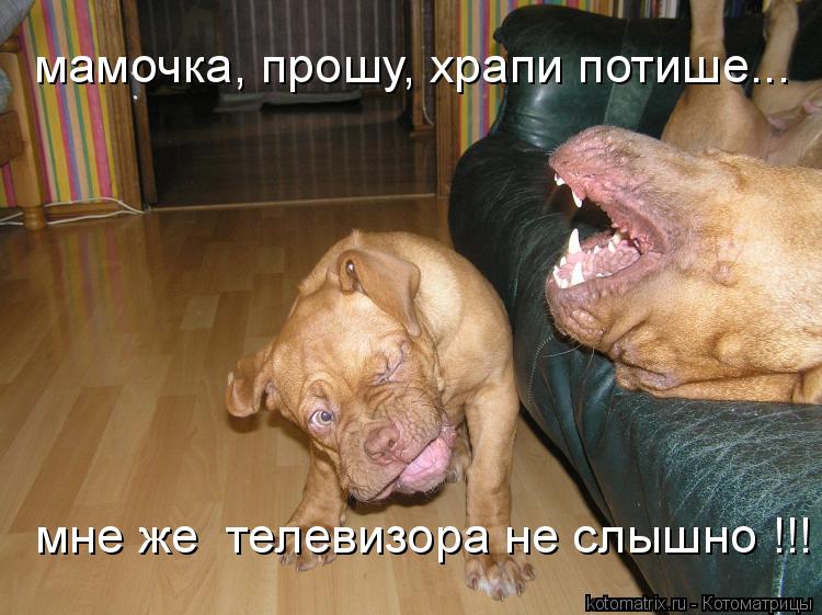 мамочка, прошу, храпи потише... мне же телевизора не слышно !!!... Котоматрица: мамочка, прошу, храпи потише... мне же телевизора не слышно !!!
