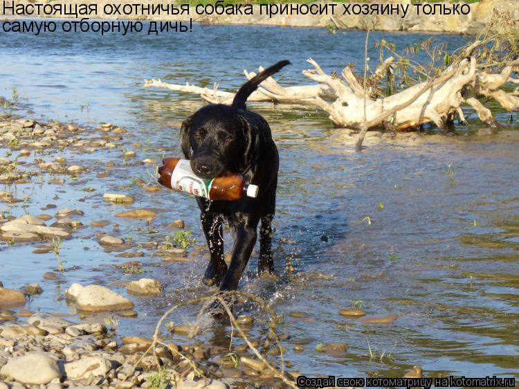 Настоящая охотничья собака приносит хозяину только самую отборную дичь!... Котоматрица: Настоящая охотничья собака приносит хозяину только самую отборную дичь!