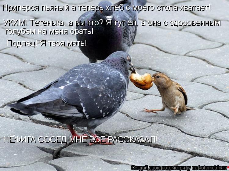 Приперся пьяный а теперь хлеб с моего стола хватает! УКХМ! Тетенька, а вы кто? Я тут ел, а она с здор... Котоматрица: Приперся пьяный а теперь хлеб с моего стола хватает! УКХМ! Тетенька, а вы кто? Я тут ел, а она с здоровенным голубем на меня орать! Подлец! Я тв