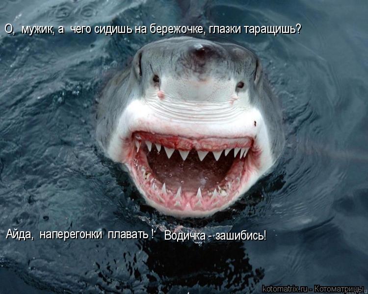 О, мужик, а чего сидишь на бережочке, глазки таращишь? Айда, наперегонки плавать ! Водичка - заши... Котоматрица: О, мужик, а чего сидишь на бережочке, глазки таращишь? Айда, наперегонки плавать ! Водичка - зашибись!