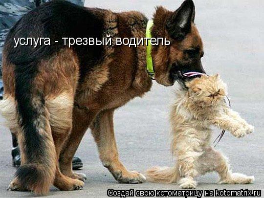 услуга - трезвый водитель... Котоматрица: услуга - трезвый водитель