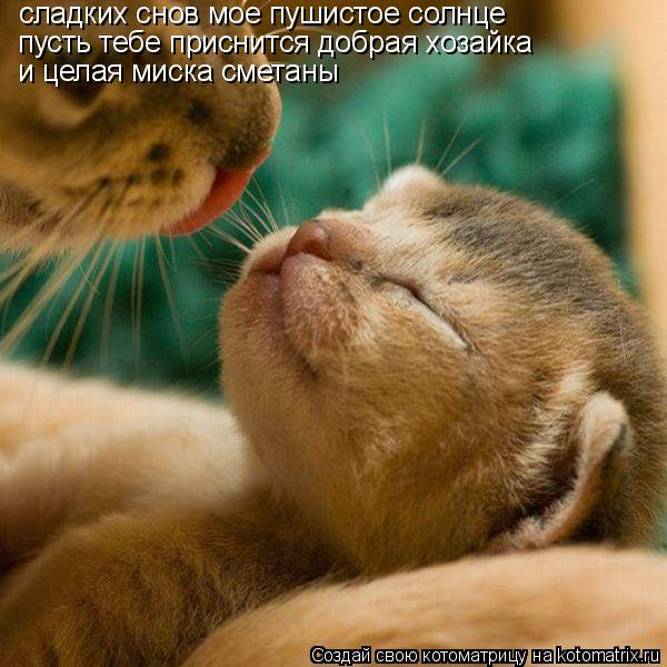 сладких снов мое пушистое солнце пусть тебе приснится добрая хозайка и целая миска сметаны... Котоматрица: сладких снов мое пушистое солнце пусть тебе приснится добрая хозайка и целая миска сметаны