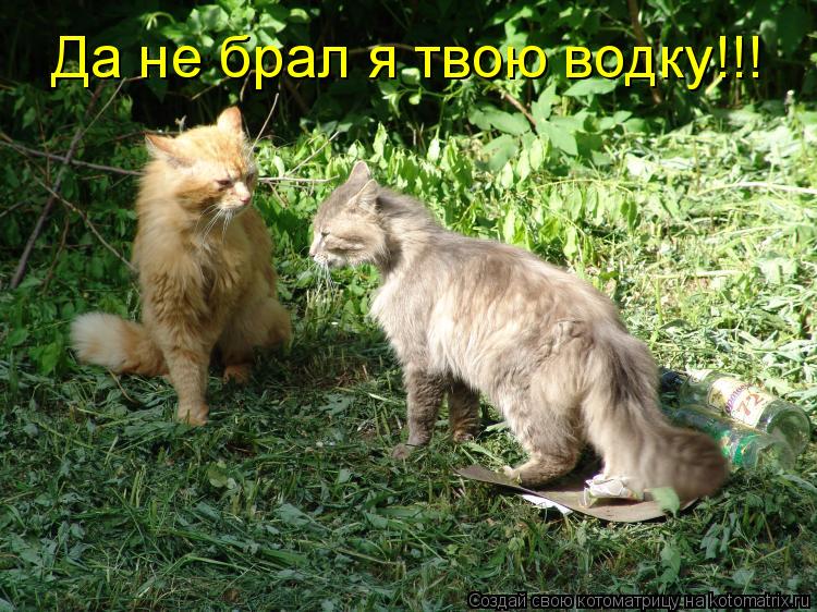 Да не брал я твою водку!!!... Котоматрица: Да не брал я твою водку!!!