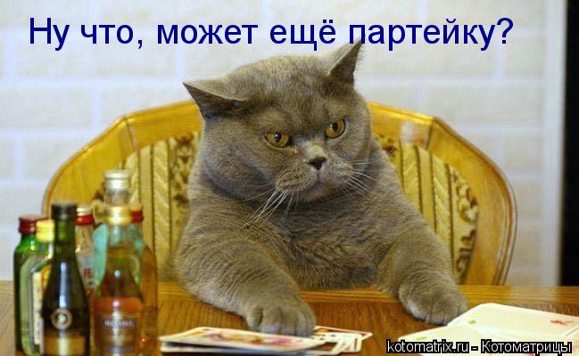 Ну что, может ещё партейку?... Котоматрица: Ну что, может ещё партейку?