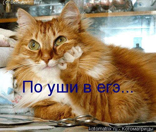 По уши в егэ...... Котоматрица: По уши в егэ...