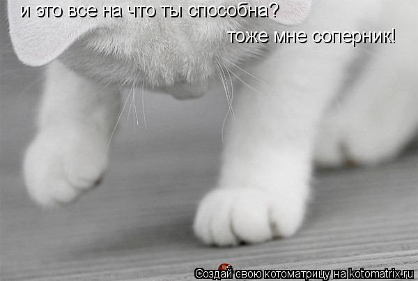 и это все на что ты способна? тоже мне соперник!... Котоматрица: и это все на что ты способна? тоже мне соперник!