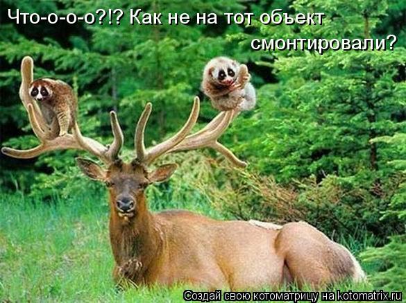 Котоматрица: Что-о-о-о?!? Как не на тот объект  смонтировали?
