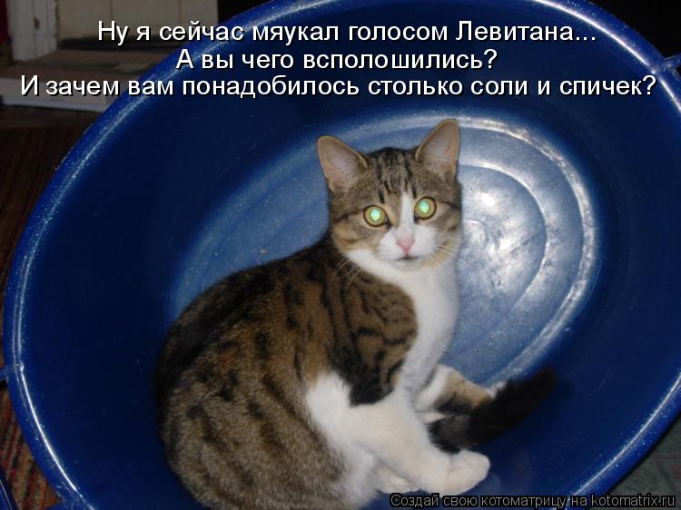 Ну я сейчас мяукал голосом Левитана... А вы чего всполошились? И зачем вам понадобилось столько соли... Котоматрица: Ну я сейчас мяукал голосом Левитана... А вы чего всполошились? И зачем вам понадобилось столько соли и спичек?