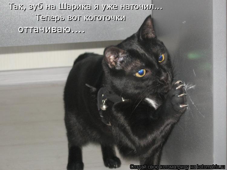 Котоматрица: Так, зуб на Шарика я уже наточил... Теперь вот коготочки оттачиваю....