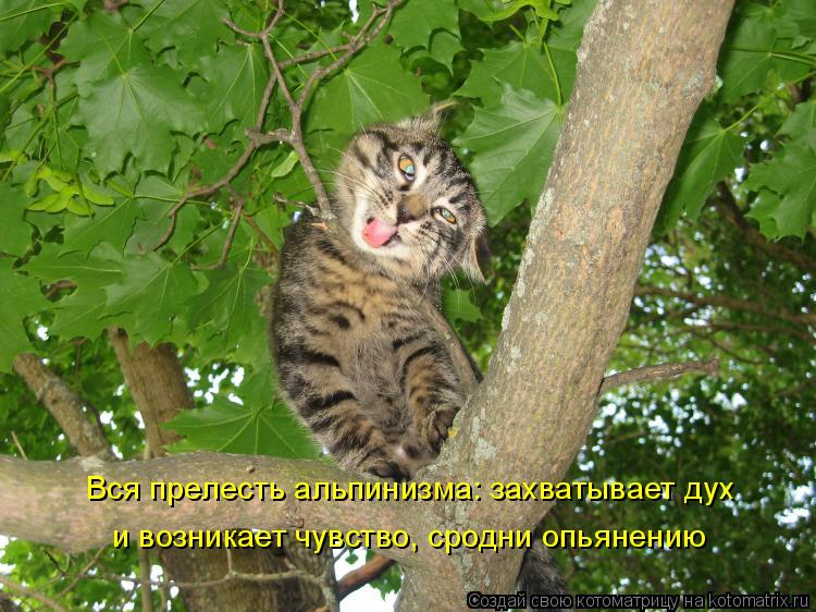 Вся прелесть альпинизма: захватывает дух и возникает чувство, сродни опьянению... Котоматрица: Вся прелесть альпинизма: захватывает дух и возникает чувство, сродни опьянению
