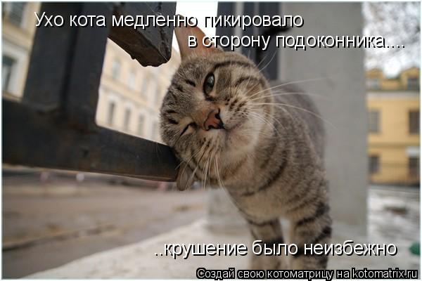 Ухо кота медленно пикировало в сторону подоконника.... ..крушение было неизбежно... Котоматрица: Ухо кота медленно пикировало в сторону подоконника.... ..крушение было неизбежно
