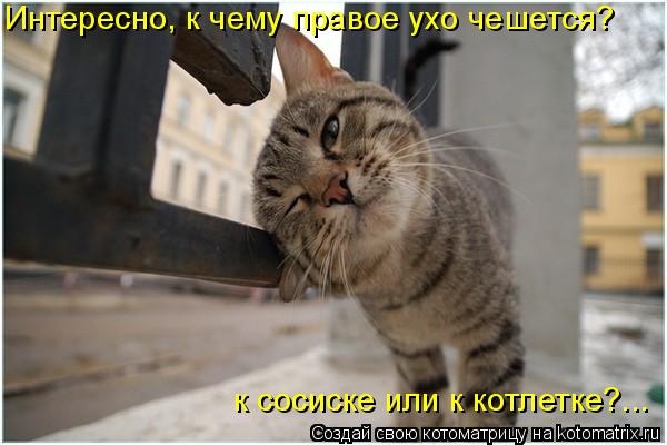 Интересно, к чему правое ухо чешется? к сосиске или к котлетке?...... Котоматрица: Интересно, к чему правое ухо чешется? к сосиске или к котлетке?...