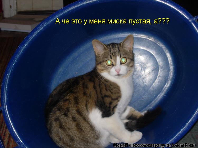 А че это у меня миска пустая, а???... Котоматрица: А че это у меня миска пустая, а???