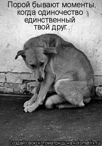 Порой бывают моменты, когда одиночество единственный твой друг..... Котоматрица: Порой бывают моменты, когда одиночество единственный твой друг..