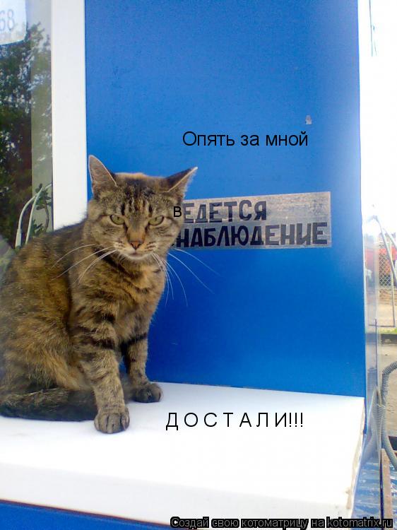Опять за мной в Д О С Т А Л И!!!... Котоматрица: Опять за мной в Д О С Т А Л И!!!