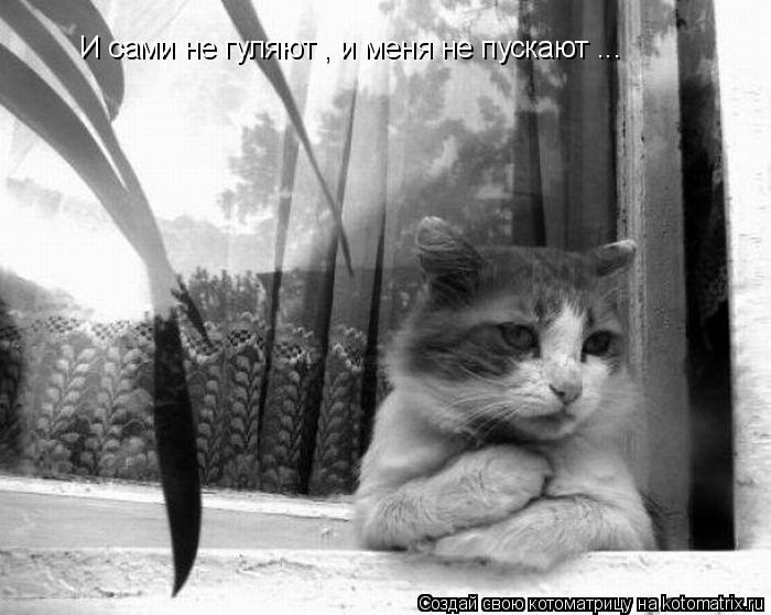 И сами не гуляют , и меня не пускают ...... Котоматрица: И сами не гуляют , и меня не пускают ...