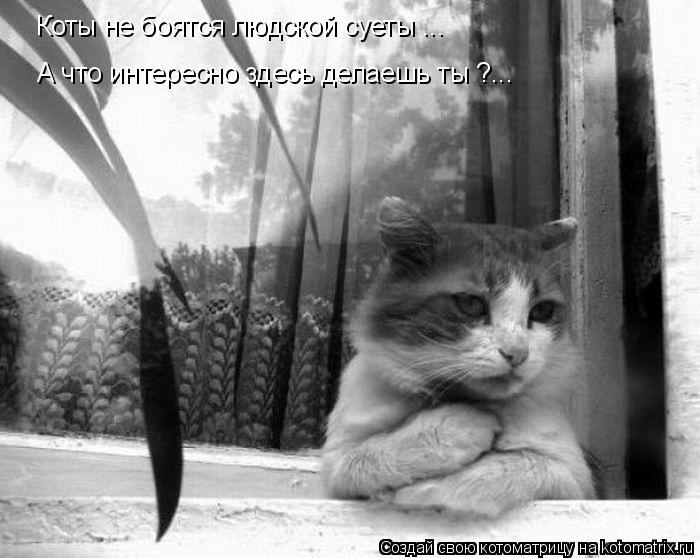 Коты не боятся людской суеты ... А что интересно здесь делаешь ты ?...... Котоматрица: Коты не боятся людской суеты ... А что интересно здесь делаешь ты ?...