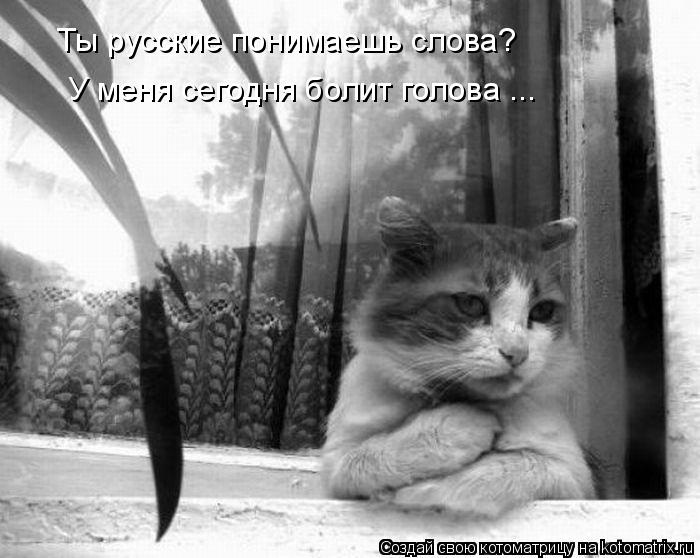 Ты русские понимаешь слова? У меня сегодня болит голова ...... Котоматрица: Ты русские понимаешь слова? У меня сегодня болит голова ...