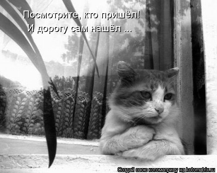 Посмотрите, кто пришёл! И дорогу сам нашёл ...... Котоматрица: Посмотрите, кто пришёл! И дорогу сам нашёл ...