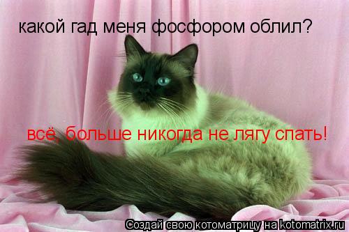 какой гад меня фосфором облил? всё, больше никогда не лягу спать!... Котоматрица: какой гад меня фосфором облил? всё, больше никогда не лягу спать!