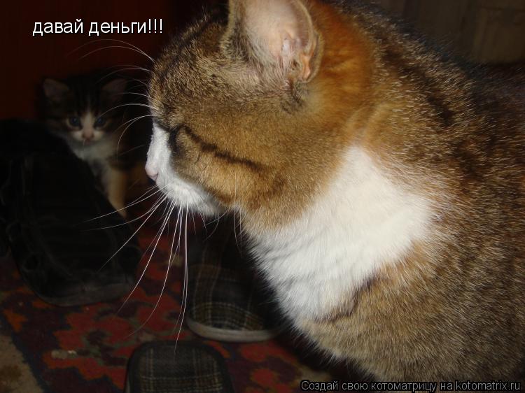 давай деньги!!!... Котоматрица: давай деньги!!!