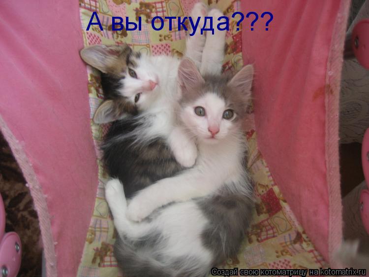 А вы откуда???... Котоматрица: А вы откуда???