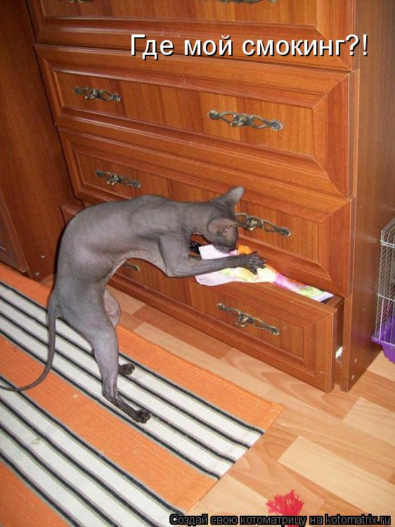 Где мой смокинг?!... Котоматрица: Где мой смокинг?!