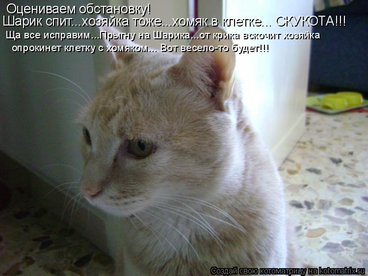 Оцениваем обстановку! Шарик спит...хозяйка тоже...хомяк в клетке... СКУКОТА!!! Ща все исправим...Прыг... Котоматрица: Оцениваем обстановку! Шарик спит...хозяйка тоже...хомяк в клетке... СКУКОТА!!! Ща все исправим...Прыгну на Шарика...от крика вскочит хозяйка опро