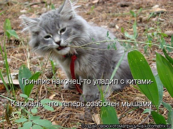 Гринпис наконец-то уладил с китами- Как жаль, что теперь озабочен мышами...... Котоматрица: Гринпис наконец-то уладил с китами- Как жаль, что теперь озабочен мышами...