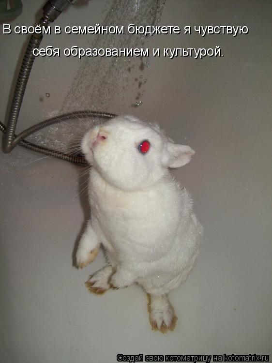 В своём в семейном бюджете я чувствую себя образованием и культурой.... Котоматрица: В своём в семейном бюджете я чувствую себя образованием и культурой.