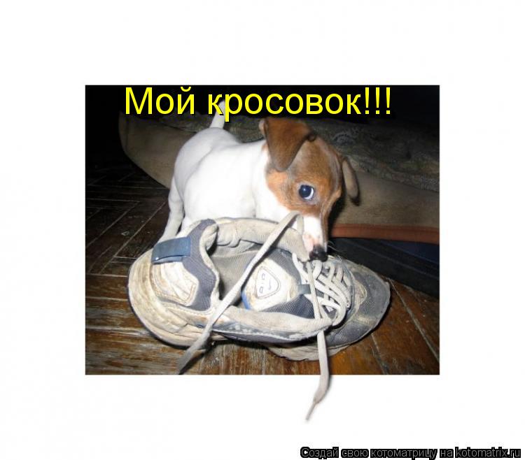 Мой кросовок!!!... Котоматрица: Мой кросовок!!!